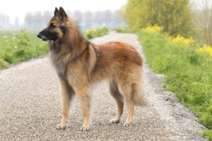 7 Dog Breeds that Start with ‘B’ you will Love as a Pet