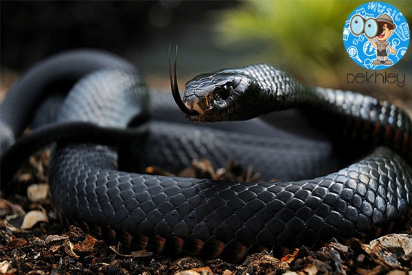 8 Most Incredible Facts about Black Mamba that Might Frighten You from Deadliest Snake of the World