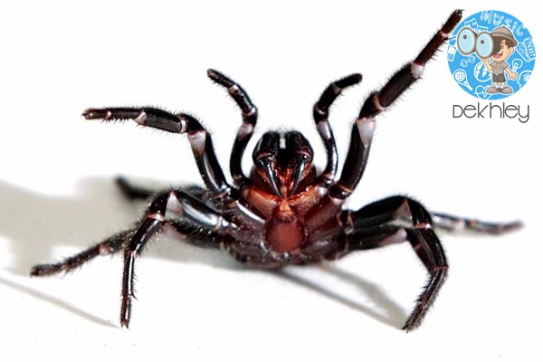 Funnel Web Spider – Family, Habitat, Facts, Remedies